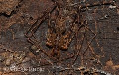 Scytodes globula by (c) Lucas Rubio, some rights reserved (CC BY), uploaded by Lucas Rubio. Used under a CC-BY license.