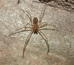 Scytodes globula by no rights reserved, uploaded by Natalia S. Martino. Used under a CC0 license.