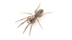 Citharoceps by (c) Evrytte Carlson, some rights reserved (CC BY), uploaded by Evrytte Carlson. Used under a CC-BY license.
