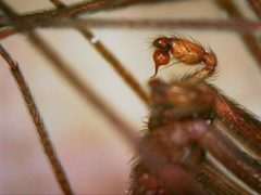 Loxosceles rufescens by (c) Dilrukshan Priyantha Wijesinghe, some rights reserved (CC BY), uploaded by Dilrukshan Priyantha Wijesinghe. Used under a CC-BY license.