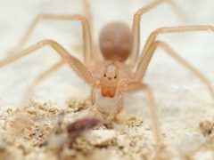 Loxosceles rufescens by (c) Ludivine Lamare, some rights reserved (CC BY), uploaded by Ludivine Lamare. Used under a CC-BY license.