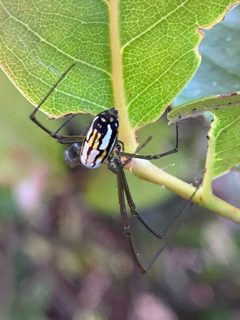 Leucauge argyra by (c) Sandra H Statner, some rights reserved (CC BY), uploaded by Sandra H Statner. Used under a CC-BY license.