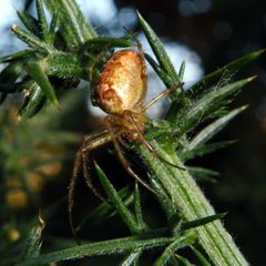 Metellina segmentata by (c) Barry Walter, some rights reserved (CC BY), uploaded by Barry Walter. Used under a CC-BY license.
