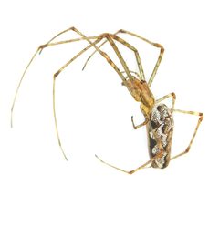 Tetragnatha dearmata by (c) Iida Österman, some rights reserved (CC BY), uploaded by Iida Österman. Used under a CC-BY license.