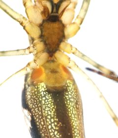 Tetragnatha dearmata by (c) Iida Österman, some rights reserved (CC BY), uploaded by Iida Österman. Used under a CC-BY license.