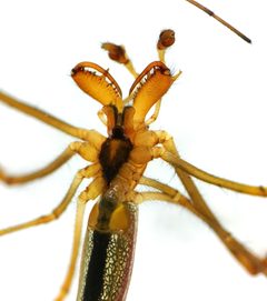 Tetragnatha extensa by (c) Iida Österman, some rights reserved (CC BY), uploaded by Iida Österman. Used under a CC-BY license.