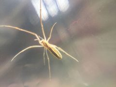 Tetragnatha laboriosa by (c) Matthew Lindsey, some rights reserved (CC BY), uploaded by Matthew Lindsey. Used under a CC-BY license.