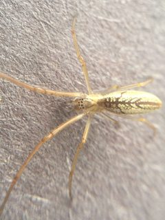 Tetragnatha laboriosa by (c) Matthew Lindsey, some rights reserved (CC BY), uploaded by Matthew Lindsey. Used under a CC-BY license.