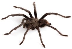 Aphonopelma gabeli by (c) Chris A. Hamilton, Brent E. Hendrixson, Jason E. Bond, some rights reserved (CC BY). Used under a CC-BY license.