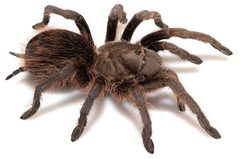Aphonopelma madera by (c) Chris A. Hamilton, Brent E. Hendrixson, Jason E. Bond, some rights reserved (CC BY). Used under a CC-BY license.
