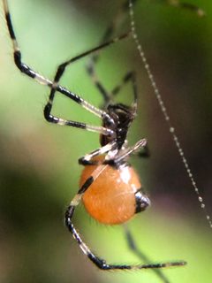 Anelosimus by (c) Jared Shorma, some rights reserved (CC BY), uploaded by Jared Shorma. Used under a CC-BY license.