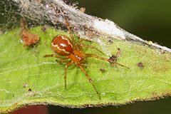 Anelosimus studiosus by (c) Judy Gallagher, some rights reserved (CC BY). Used under a CC-BY license.