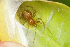 Anelosimus studiosus by (c) Judy Gallagher, some rights reserved (CC BY). Used under a CC-BY license.