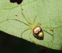 Spintharus by (c) jfox16, some rights reserved (CC BY), uploaded by jfox16. Used under a CC-BY license.