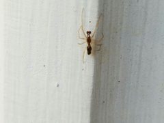 Coleosoma acutiventer by (c) Tyler Bishop, some rights reserved (CC BY), uploaded by Tyler Bishop. Used under a CC-BY license.