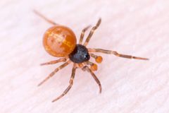 Crustulina sticta by (c) Owen Strickland, some rights reserved (CC BY), uploaded by Owen Strickland. Used under a CC-BY license.