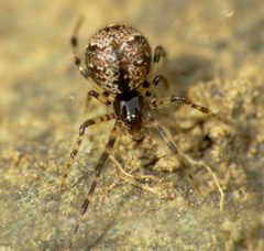 Cryptachaea blattea by (c) Steve Kerr, some rights reserved (CC BY), uploaded by Steve Kerr. Used under a CC-BY license.