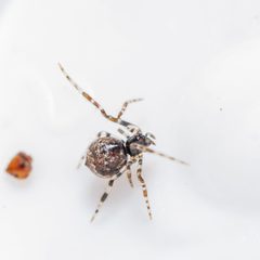 Cryptachaea blattea by (c) Dustin Edmundson, some rights reserved (CC BY), uploaded by Dustin Edmundson. Used under a CC-BY license.
