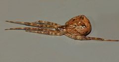 Episinus by (c) Steve Kerr, some rights reserved (CC BY), uploaded by Steve Kerr. Used under a CC-BY license.