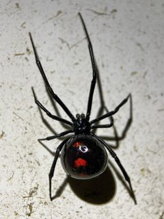 Latrodectus variolus by (c) Samuel Paul Galick, some rights reserved (CC BY), uploaded by Samuel Paul Galick. Used under a CC-BY license.