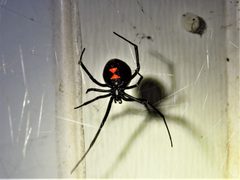 Latrodectus variolus by (c) Annika Lindqvist, some rights reserved (CC BY), uploaded by Annika Lindqvist. Used under a CC-BY license.