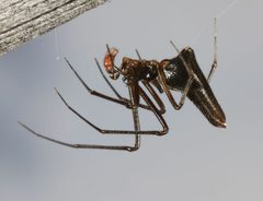 Neospintharus baboquivari by (c) jcowles, some rights reserved (CC BY), uploaded by jcowles. Used under a CC-BY license.