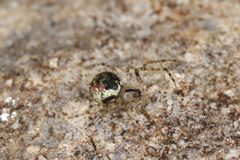 Platnickina tincta by (c) Donald Hobern, some rights reserved (CC BY). Used under a CC-BY license.