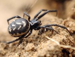 Steatoda albomaculata by (c) Roman, some rights reserved (CC BY), uploaded by Roman. Used under a CC-BY license.