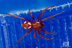 Steatoda erigoniformis by no rights reserved, uploaded by Lyn Roueche. Used under a CC0 license.