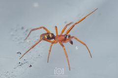 Steatoda erigoniformis by no rights reserved, uploaded by Lyn Roueche. Used under a CC0 license.
