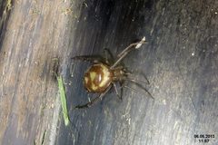 Steatoda grossa by (c) David Short, some rights reserved (CC BY). Used under a CC-BY license.