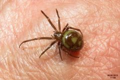 Steatoda grossa by (c) David Short, some rights reserved (CC BY). Used under a CC-BY license.