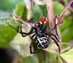 Steatoda by (c) portioid, some rights reserved (CC BY), uploaded by portioid. Used under a CC-BY license.