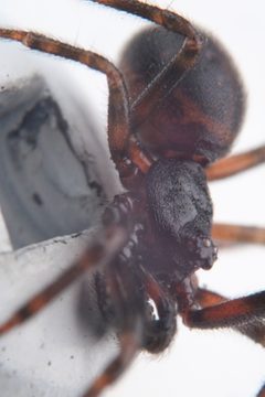 Steatoda by (c) Michael and Antoni Hinczewski, some rights reserved (CC BY), uploaded by Michael and Antoni Hinczewski. Used under a CC-BY license.
