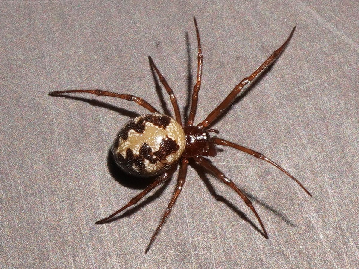 False Button Spider Steatoda (False Widow Spiders): Identification, Facts, and Taxonomy
