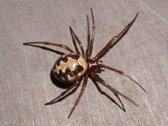 Steatoda by (c) Patrick Hacker, some rights reserved (CC BY), uploaded by Patrick Hacker. Used under a CC-BY license.