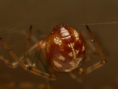Steatoda by (c) Alexis Tinker-Tsavalas, some rights reserved (CC BY), uploaded by Alexis Tinker-Tsavalas. Used under a CC-BY license.