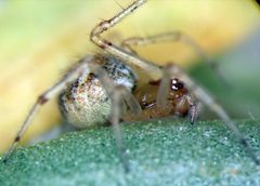 Theridion dilutum by (c) Jason Eckberg, some rights reserved (CC BY), uploaded by Jason Eckberg. Used under a CC-BY license.