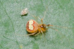 Theridion flavonotatum by (c) Justin Williams, some rights reserved (CC BY), uploaded by Justin Williams. Used under a CC-BY license.