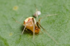 Theridion flavonotatum by (c) Justin Williams, some rights reserved (CC BY), uploaded by Justin Williams. Used under a CC-BY license.