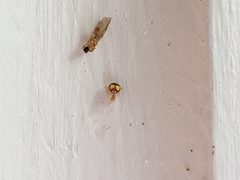 Theridion flavonotatum by (c) Tyler Bishop, some rights reserved (CC BY), uploaded by Tyler Bishop. Used under a CC-BY license.