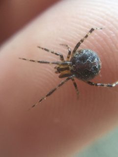 Theridion murarium by (c) Matthew Lindsey, some rights reserved (CC BY), uploaded by Matthew Lindsey. Used under a CC-BY license.
