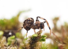 Theridiosomatidae by (c) Ethan Yeoman, some rights reserved (CC BY), uploaded by Ethan Yeoman. Used under a CC-BY license.