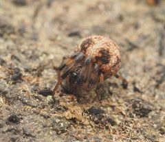 Theridiosomatidae by (c) Ethan Yeoman, some rights reserved (CC BY), uploaded by Ethan Yeoman. Used under a CC-BY license.