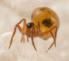 Theridiosomatidae by (c) portioid, some rights reserved (CC BY), uploaded by portioid. Used under a CC-BY license.