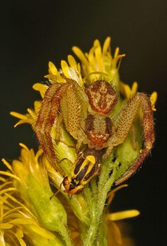 Mecaphesa asperata by (c) Judy Gallagher, some rights reserved (CC BY). Used under a CC-BY license.