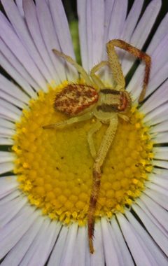 Mecaphesa asperata by (c) Judy Gallagher, some rights reserved (CC BY). Used under a CC-BY license.