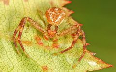 Mecaphesa asperata by (c) Judy Gallagher, some rights reserved (CC BY). Used under a CC-BY license.