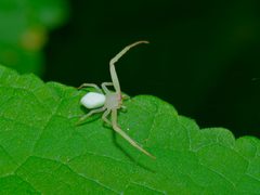 Misumessus lappi by (c) Michelle W. (鍾偉瑋), some rights reserved (CC BY), uploaded by Michelle W. (鍾偉瑋). Used under a CC-BY license.