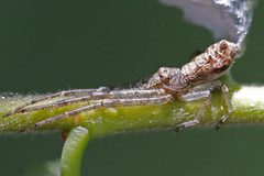 Tmarus angulatus by (c) Bill Keim, some rights reserved (CC BY). Used under a CC-BY license.